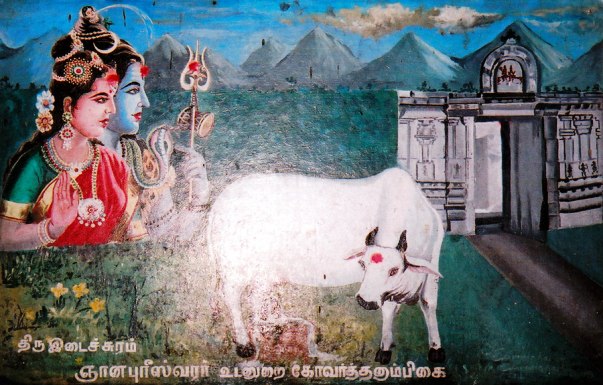 Thiruvidaisuram Cow
